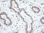 NTF3 Antibody in Immunohistochemistry (Paraffin) (IHC (P))