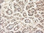 NTF3 Antibody in Immunohistochemistry (Paraffin) (IHC (P))