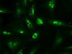 NTF4 Antibody in Immunocytochemistry (ICC/IF)