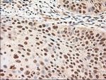 NTF4 Antibody in Immunohistochemistry (Paraffin) (IHC (P))