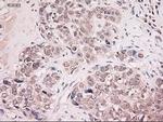 NTF4 Antibody in Immunohistochemistry (Paraffin) (IHC (P))