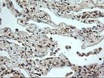 NTF4 Antibody in Immunohistochemistry (Paraffin) (IHC (P))