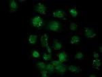 SOX17 Antibody in Immunocytochemistry (ICC/IF)