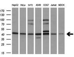 SOX17 Antibody in Western Blot (WB)