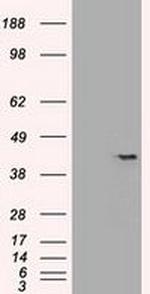 SOX17 Antibody in Western Blot (WB)