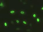 SOX17 Antibody in Immunocytochemistry (ICC/IF)