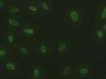 SOX17 Antibody in Immunocytochemistry (ICC/IF)