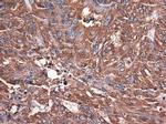 Carboxypeptidase A1 Antibody in Immunohistochemistry (Paraffin) (IHC (P))