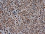 Carboxypeptidase A1 Antibody in Immunohistochemistry (Paraffin) (IHC (P))