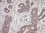 Carboxypeptidase A1 Antibody in Immunohistochemistry (Paraffin) (IHC (P))