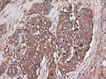 Carboxypeptidase A1 Antibody in Immunohistochemistry (Paraffin) (IHC (P))