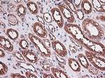 Carboxypeptidase A1 Antibody in Immunohistochemistry (Paraffin) (IHC (P))