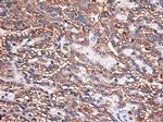 Carboxypeptidase A1 Antibody in Immunohistochemistry (Paraffin) (IHC (P))