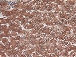 Carboxypeptidase A1 Antibody in Immunohistochemistry (Paraffin) (IHC (P))