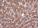 Carboxypeptidase A1 Antibody in Immunohistochemistry (Paraffin) (IHC (P))