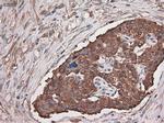 Carboxypeptidase A1 Antibody in Immunohistochemistry (Paraffin) (IHC (P))