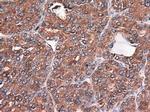 Carboxypeptidase A1 Antibody in Immunohistochemistry (Paraffin) (IHC (P))