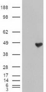 Carboxypeptidase A1 Antibody in Western Blot (WB)