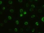 GSC Antibody in Immunocytochemistry (ICC/IF)