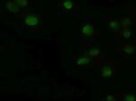 GSC Antibody in Immunocytochemistry (ICC/IF)