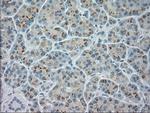 NeuroG3 Antibody in Immunohistochemistry (Paraffin) (IHC (P))