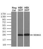 NeuroG3 Antibody in Western Blot (WB)