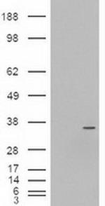 NeuroG3 Antibody in Western Blot (WB)