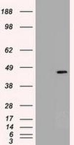 SOX17 Antibody in Western Blot (WB)