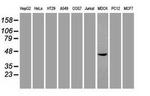 SOX17 Antibody in Western Blot (WB)