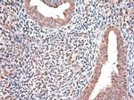 NTF3 Antibody in Immunohistochemistry (Paraffin) (IHC (P))