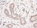 NTF3 Antibody in Immunohistochemistry (Paraffin) (IHC (P))