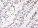 NTF3 Antibody in Immunohistochemistry (Paraffin) (IHC (P))