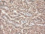 NTF3 Antibody in Immunohistochemistry (Paraffin) (IHC (P))