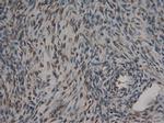 Carboxypeptidase A1 Antibody in Immunohistochemistry (Paraffin) (IHC (P))