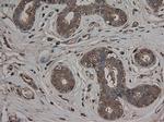 Carboxypeptidase A1 Antibody in Immunohistochemistry (Paraffin) (IHC (P))