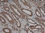 Carboxypeptidase A1 Antibody in Immunohistochemistry (Paraffin) (IHC (P))