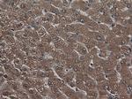 Carboxypeptidase A1 Antibody in Immunohistochemistry (Paraffin) (IHC (P))