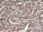 Carboxypeptidase A1 Antibody in Immunohistochemistry (Paraffin) (IHC (P))