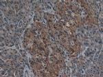 Carboxypeptidase A1 Antibody in Immunohistochemistry (Paraffin) (IHC (P))