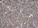 Carboxypeptidase A1 Antibody in Immunohistochemistry (Paraffin) (IHC (P))