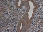 Carboxypeptidase A1 Antibody in Immunohistochemistry (Paraffin) (IHC (P))