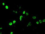 Neurogenin 1 Antibody in Immunocytochemistry (ICC/IF)