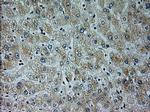 Neurogenin 1 Antibody in Immunohistochemistry (Paraffin) (IHC (P))