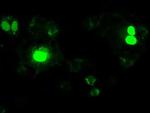 Neurogenin 1 Antibody in Immunocytochemistry (ICC/IF)