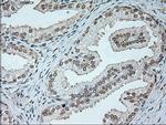 Neurogenin 1 Antibody in Immunohistochemistry (Paraffin) (IHC (P))