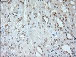 Neurogenin 1 Antibody in Immunohistochemistry (Paraffin) (IHC (P))