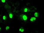 Neurogenin 1 Antibody in Immunocytochemistry (ICC/IF)