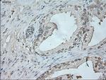 Neurogenin 1 Antibody in Immunohistochemistry (Paraffin) (IHC (P))