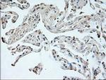 Neurogenin 1 Antibody in Immunohistochemistry (Paraffin) (IHC (P))