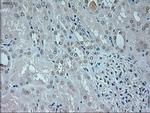 Neurogenin 1 Antibody in Immunohistochemistry (Paraffin) (IHC (P))